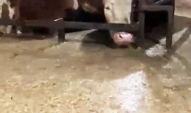 Sular altında kalan ahırdaki hayvanların bekleyişi kamerada