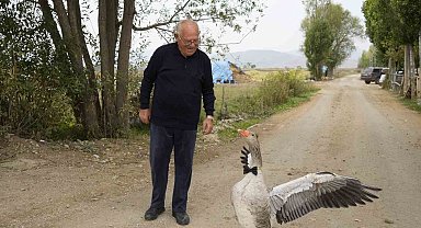 Sürünün dışladığı kaz, İsmail dedenin peşini bırakmıyor