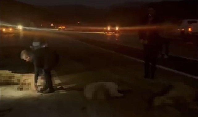Sürüye çarpan otomobilin sürücüsü ve yolcular ölümden döndü: 20 koyun telef oldu