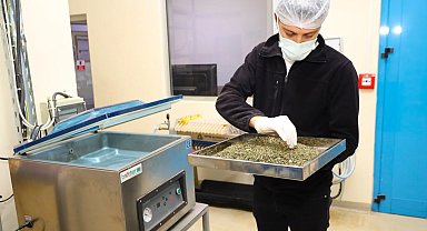 Tarladan Türkiye'ye Ormanya imzası... Tıbbi ve aromatik bitkiler değer kazanıyor