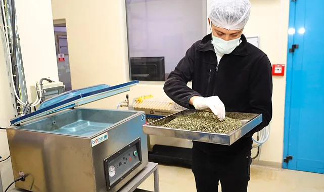 Tarladan Türkiye'ye Ormanya imzası... Tıbbi ve aromatik bitkiler değer kazanıyor