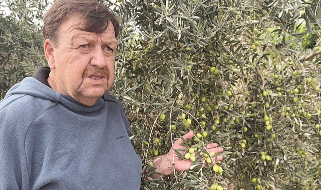 Tavşan Yüreği zeytinini dünya sahnesine çıkarmaya hazırlanıyor