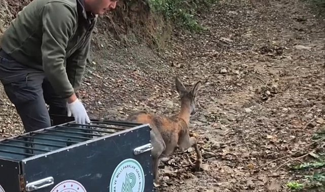 Tedavisi tamamlanan karaca doğal yaşam alanına salındı