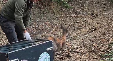 Tedavisi tamamlanan karaca doğal yaşam alanına salındı