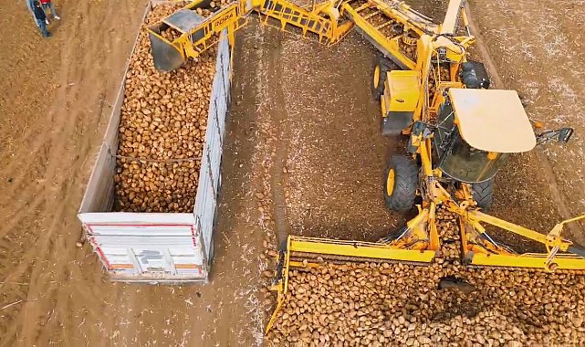 Tekirdağ'da şeker pancarı hasadı: Dekara 10 ton verim alındı
