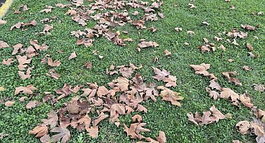 Tekirdağ'da sonbaharın renkleri yere düştü