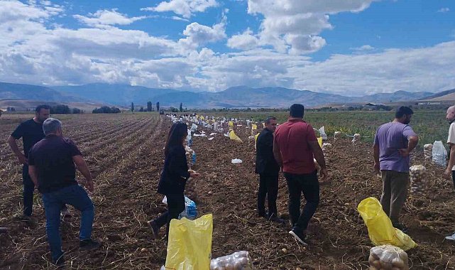 Tercan'da patates hasadı başladı