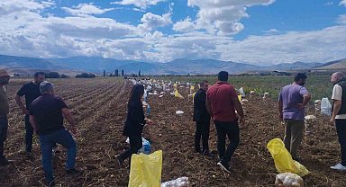 Tercan'da patates hasadı başladı