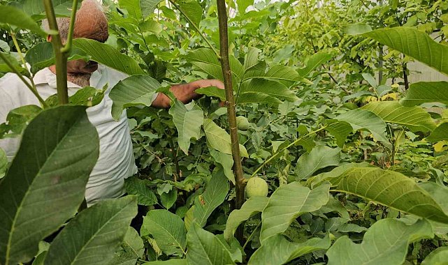Tescilli Adilcevaz ceviz fidanları Türkiye'nin dahi dört bir yanına gönderiliyor
