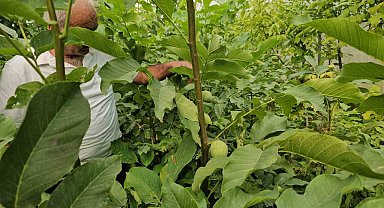 Tescilli Adilcevaz ceviz fidanları Türkiye'nin dahi dört bir yanına gönderiliyor