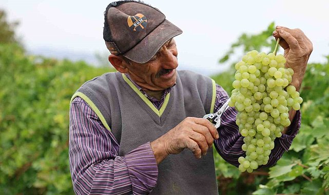 Tescilli üzümde hasat devam ediyor: 80 bin ton rekolte bekleniyor