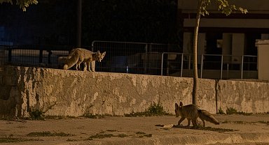 Tilkiler şehir merkezinde, ayılar köylerde görüldü