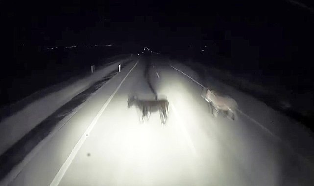 Tırın eşeklere çarpma anı kameralara yansıdı