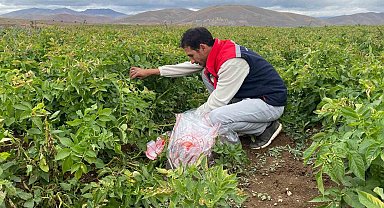 Tohumluk patates üretim alanlarında karantina kontrolü yapıldı
