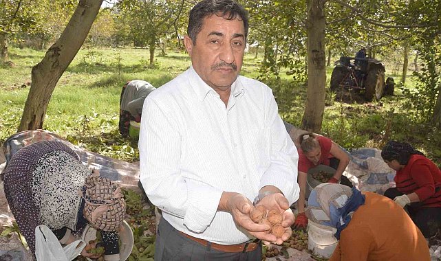 Tokat'ın 'beyaz altını'nda hasat başladı