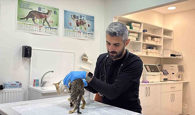 Tokat'ta binlerce kişiyi hastanelik eden şikayetler kedi ve köpeklerde de görüldü