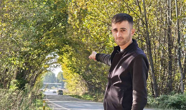 Tokat'ta kavak ağaçlarından sonbahar tüneli