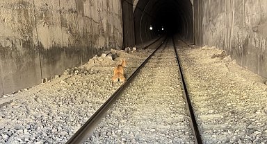 Tren, tünele giren dağ keçilerine çarptı