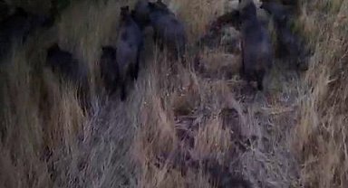 Tunceli'de dronla görüntülenen domuz sürüsü üreticileri endişelendirdi