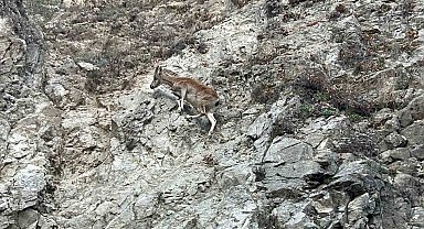 Tunceli'de nesli tükenme tehlikesi altında olan dağ keçisi görüntülendi
