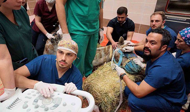 Türkiye'de ilk: Retina rahatsızlığı bulunan deve için kök hücre tedavi süreci başladı