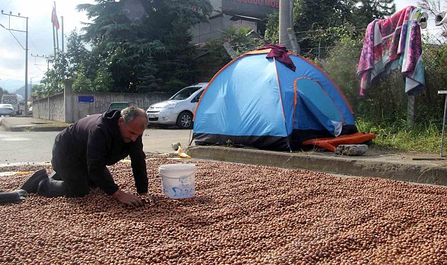 Üreticilerin zorlu fındık kurutma mesaisi: Bazı fındıklar çürümeye başladı