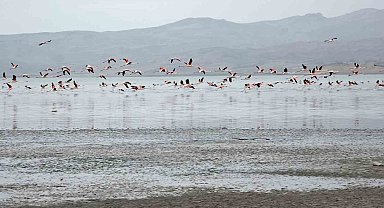 Van Gölü havzasında allı turnaların görsel şöleni