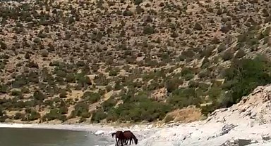 Van kırsalında yılkı atları görüntülendi
