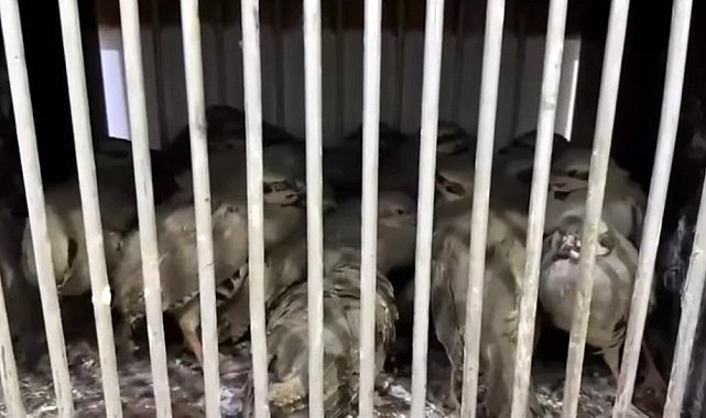Van'da kafes avcılığı yapan 2 şahsa 211 bin 764 TL idari para cezası uygulandı