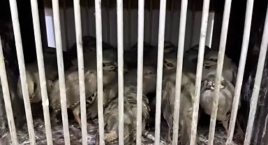 Van'da kafes avcılığı yapan 2 şahsa 211 bin 764 TL idari para cezası uygulandı