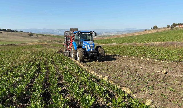 Vezirköprü'de pancar hasat dönemi başladı