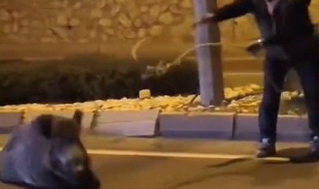 Yaban domuzunu kement atarak yakaladı