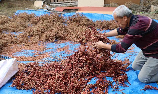 Yabani sumakları aşılanıp üretime kazandırıldı: Kilosu 900 TL'den alıcı buluyor