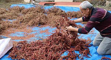 Yabani sumakları aşılanıp üretime kazandırıldı: Kilosu 900 TL'den alıcı buluyor