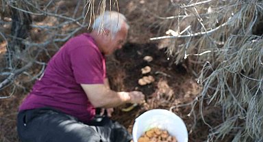 Yağmurlarla birlikte çam ormanları mantarlarla doldu