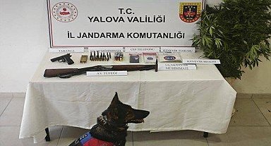 Yalova'da yasa dışı kenevir operasyonu