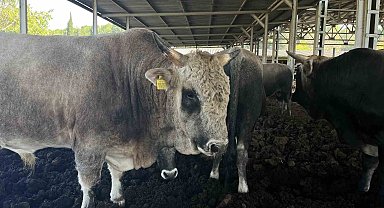 Yerli sığır hem et üretecek hem ormanları koruyacak