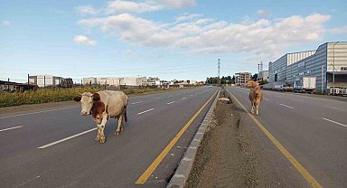 Yol ortasında başıboş yürüyen inekler tehlike oluşturdu