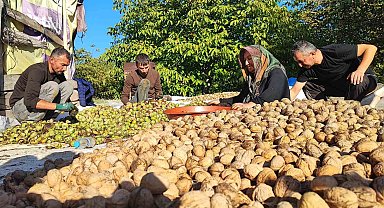 Yozgat'ta ceviz hasadı başladı: Üretici verimden memnun