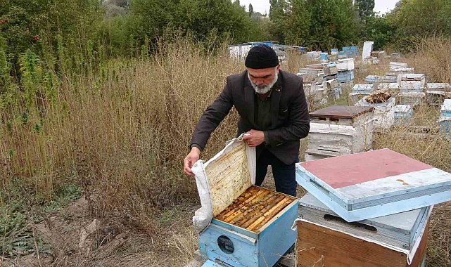 Yozgat'ta ezber bozan hasat: İlaçsız arıcılığın şifresi kenevirde bulundu