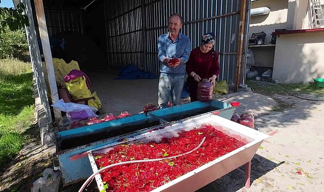Yozgat'ta gilaburu meyvesinin hasadı başladı