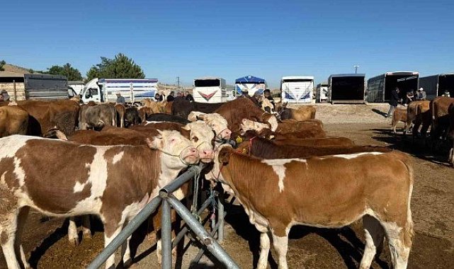 Yozgat'ta hayvan pazarları yeniden açıldı