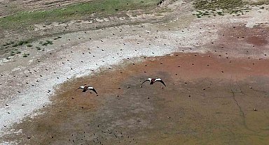 Yozgat'ta yüzlerce angut kuşunun gölet üzerindeki uçuşu dronla görüntülendi