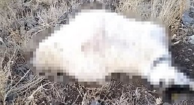 Yüksekova'da yıldırım düşmesi sonucu çok sayıda küçükbaş hayvan telef oldu