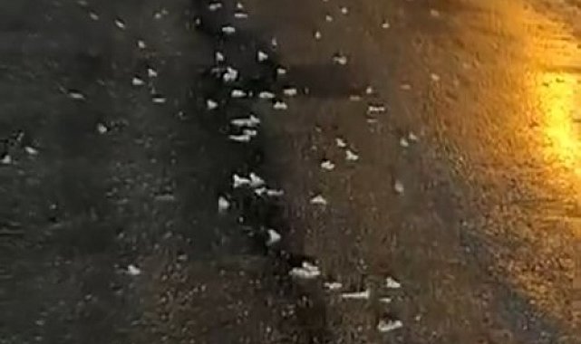 Yüzlerce kurbağa kara yoluna çıktı