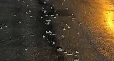 Yüzlerce kurbağa kara yoluna çıktı