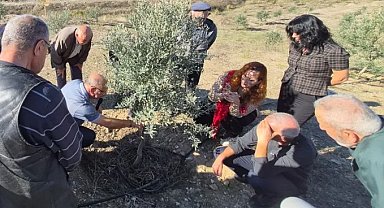 Zeytin üreticilerine uygulamalı tüyolar