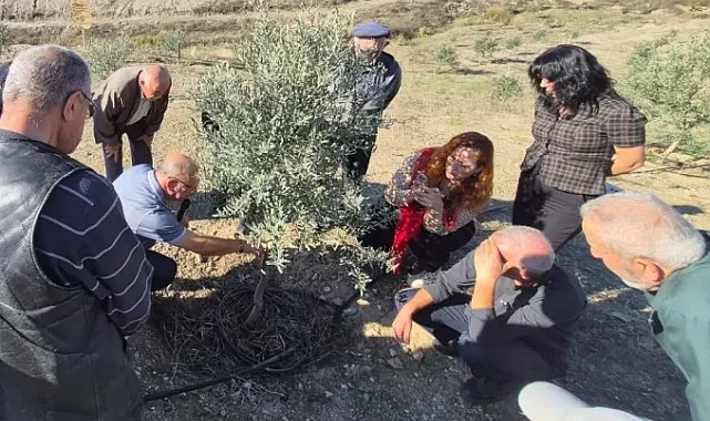 Zeytin üreticilerine uygulamalı tüyolar