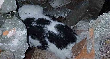 Zonguldak'ta enkazdan kurtarılan kedi tedavi altına alındı